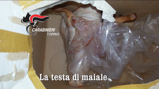 Testa di maiale appesa ad un cancello di una villetta