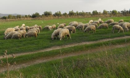 Dozzina di pecore trovate morte a Cascina Malone