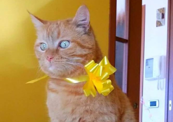 Favria appello per ritrovato Mojito