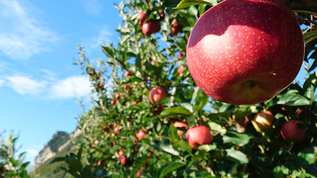 Corso di frutticoltura biologica per hobbisti a Rocca