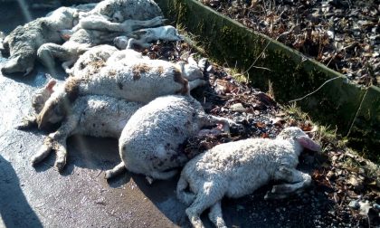 Pecore morte abbandonate nelle campagne