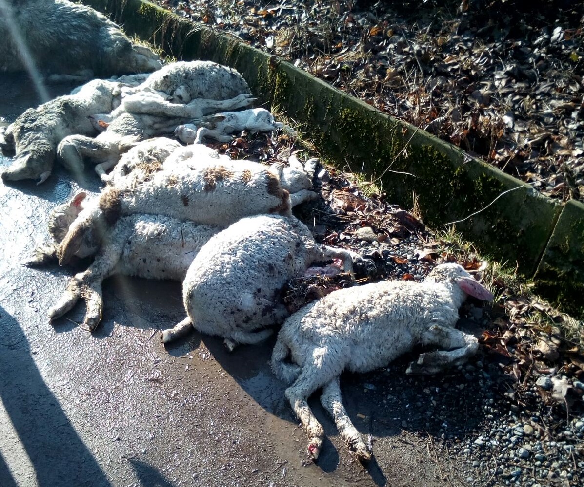 Pecore morte abbandonate nelle campagne