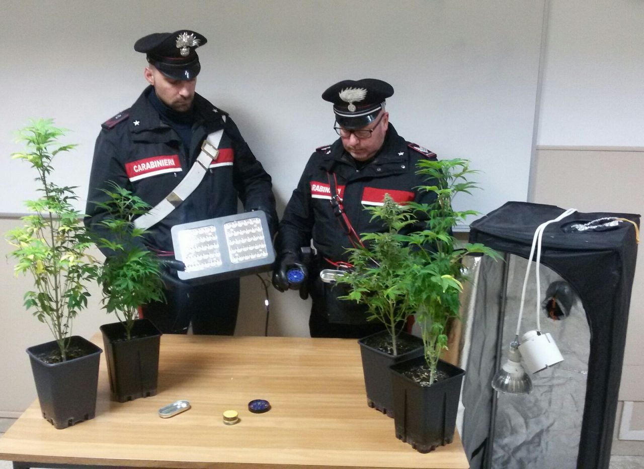 Controlli antidroga, scoperta coltivazione domestica di cannabis
