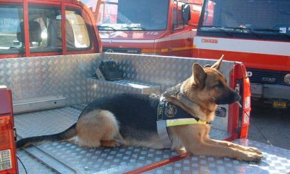 Addio a Kira coraggioso cane eroe dei Vigili del fuoco