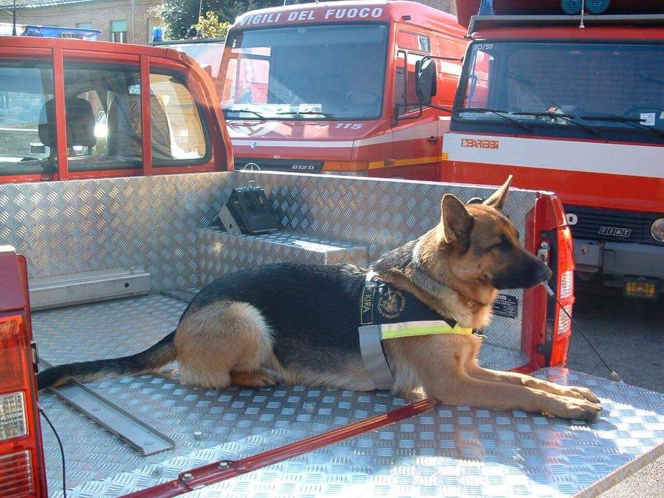 Addio a Kira coraggioso cane eroe dei Vigili del fuoco