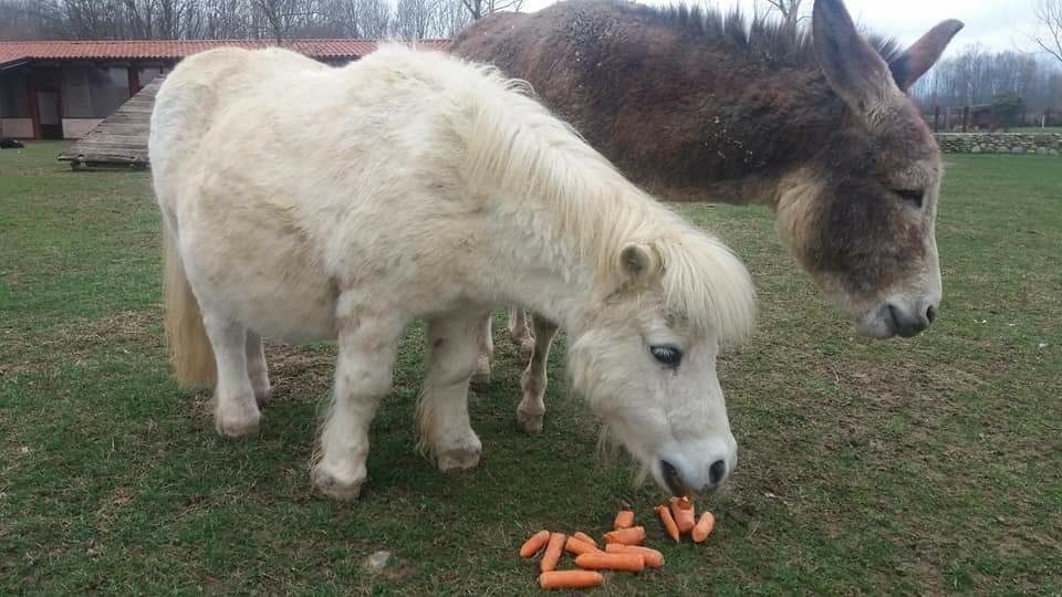 Sos Casa Cane Vagabondo