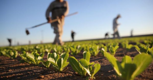 Contadino abusivo: senza terra ma con i contributi, scoperta la truffa