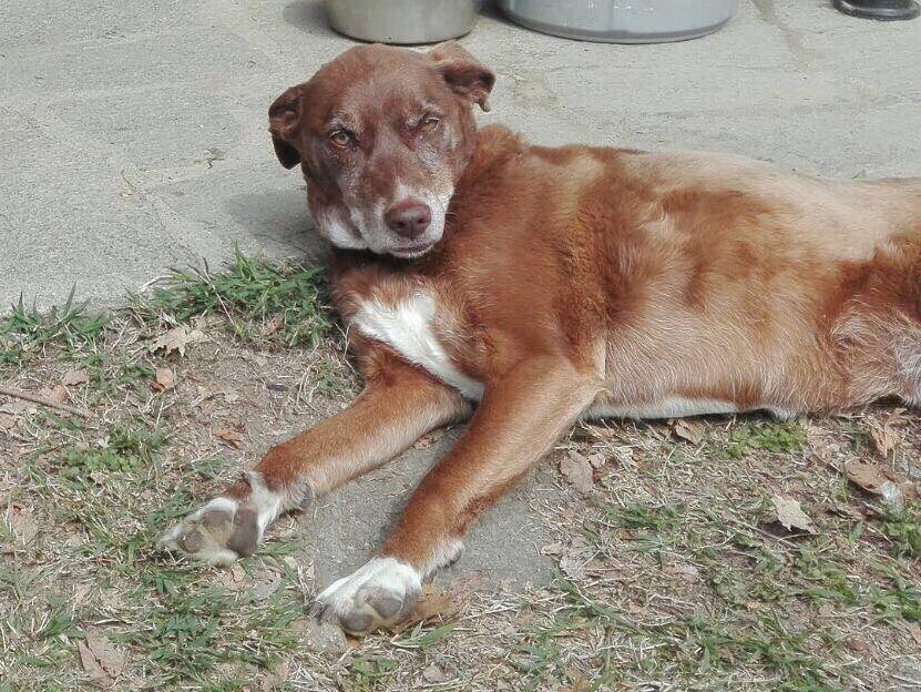 Ritrovata Luna dopo un giorno di ricerche