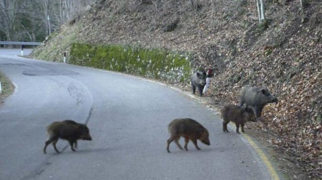 Apertura anticipata caccia al cinghiale al 15 aprile