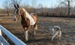 Casa del Cane Vagabondo, due eventi in programma