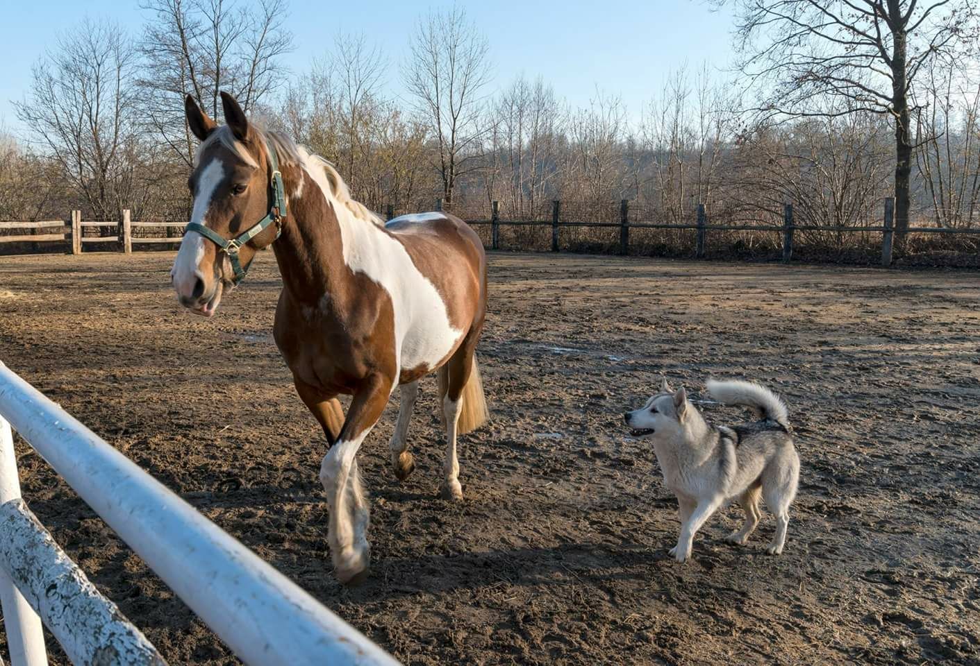 Casa Del Cane Vagabondo Due Eventi In Programma