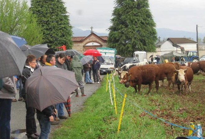 Domenica Mostra Zootecnica di scena a Ozegna