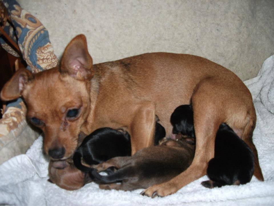 Appello smarrita cagnolina