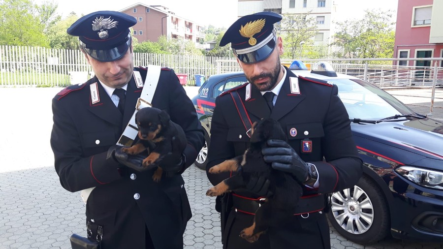 Ragazzo scomparso nella Dora, ritrovati dai carabinieri cuccioli di rottweiler