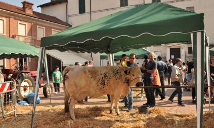 Agricoltura e Commercio. La fiera ritorna a Caselle oggi domenica 8 aprile