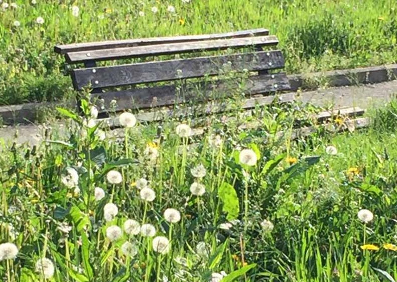 Benvenuti a “Jurassic Mappano”