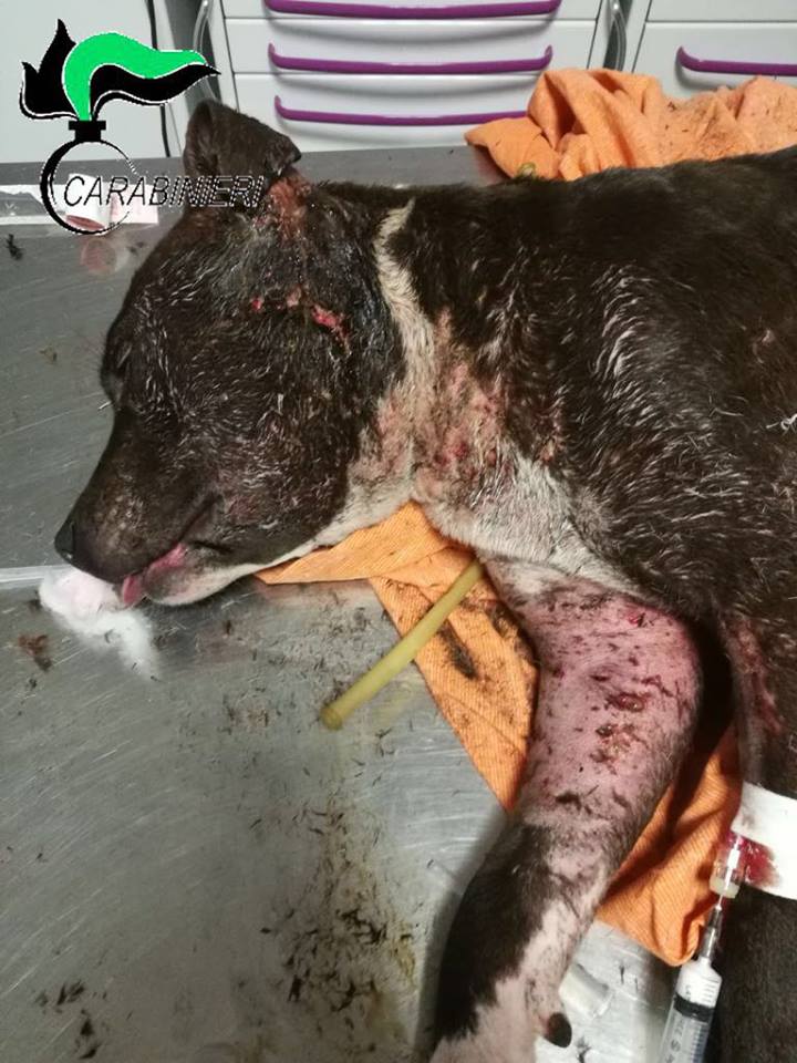Pitbull denutriti, feriti e maltrattati: intervengono i carabinieri