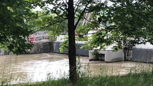 Cinghiale nella diga, si tenta di salvarlo | Foto