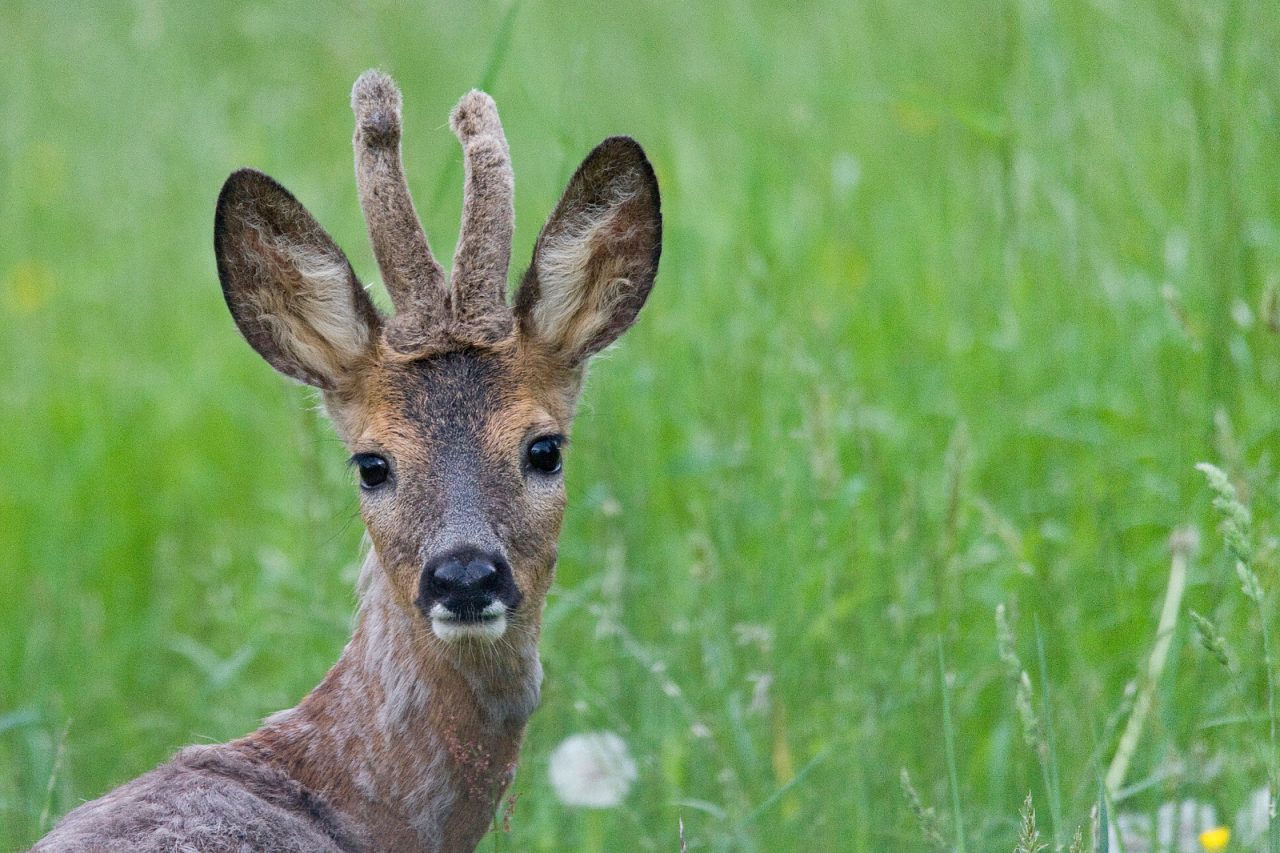Dalla parte della natura le foto di Luca Fassio in mostra a Magica Montagna