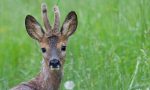 Dalla parte della natura le foto di Luca Fassio in mostra a Magica Montagna