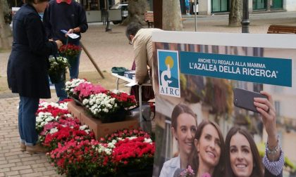 Azalee in piazza contro il cancro, a Cuorgnè