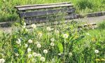 Safari in Canavese: MANDATECI LE VOSTRE FOTO!