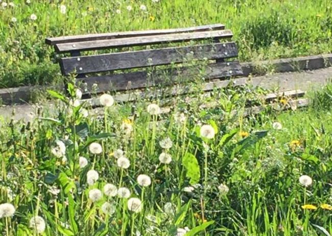 Safari in Canavese: MANDATECI LE VOSTRE FOTO!