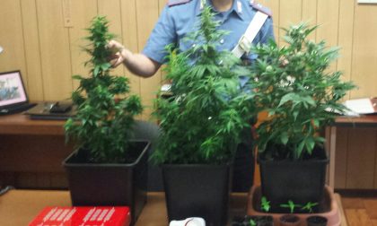 Coniugi coltivatori di cannabis ad Alice Superiore