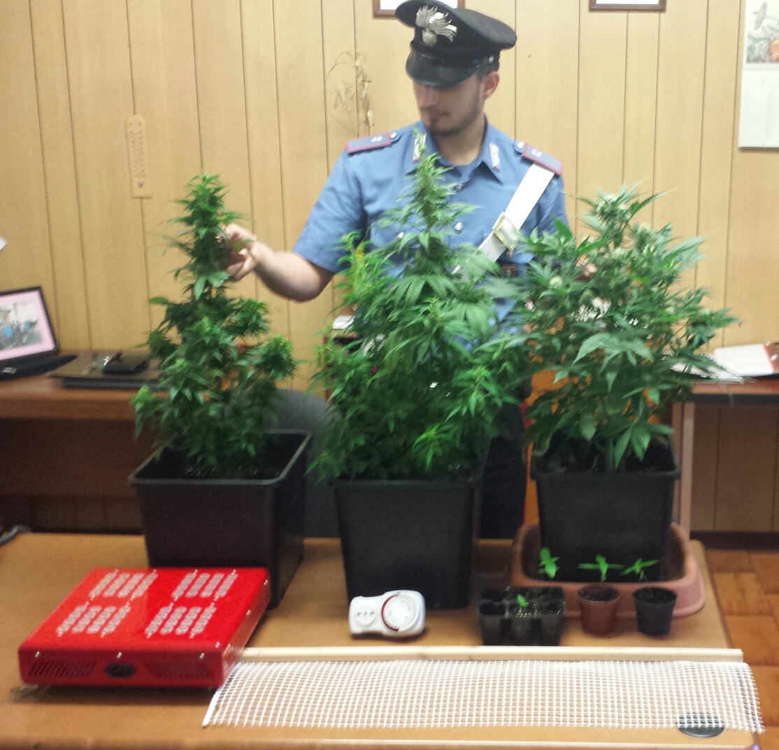 Coniugi coltivatori di cannabis ad Alice Superiore