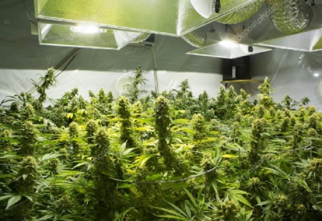 Canapa light: punti vendita a rischio