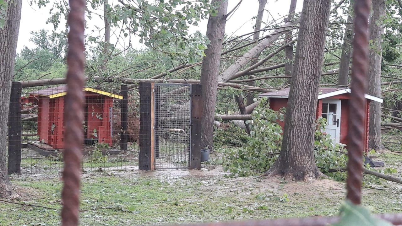 Casa del Cane Vagabondo, il rifugio distrutto dal maltempo chiede aiuto