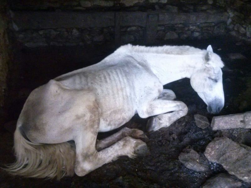 Apollo cavallo seviziato