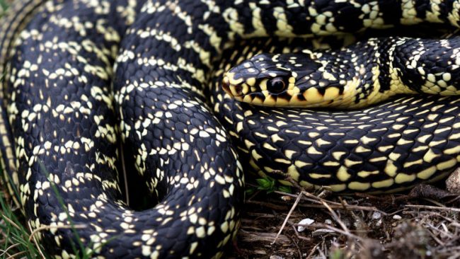 Serpente nello scarico dell’acqua di casa