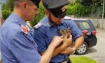 Cucciolo di capriolo salvato dai Carabinieri di Settimo Vittone