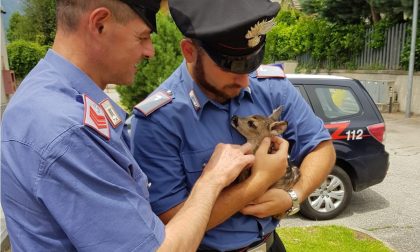 Cucciolo di capriolo salvato dai Carabinieri di Settimo Vittone