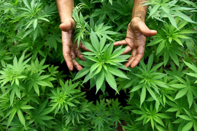 Cannabis light: i canapa shop non chiuderanno ma servono regole