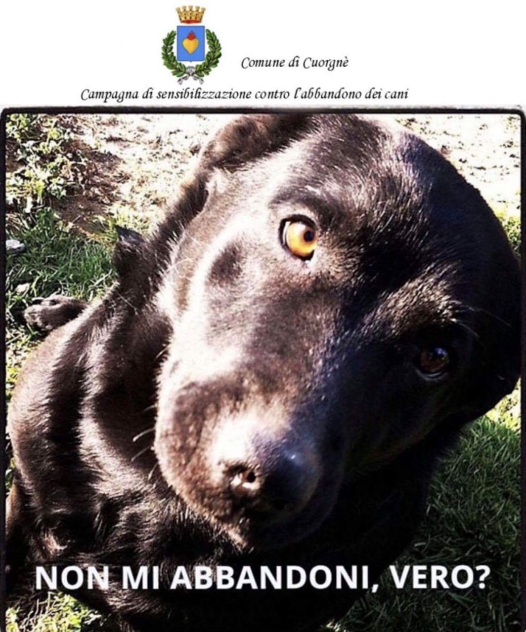 Campagna contro l’abbandono degli animali a Cuorgnè