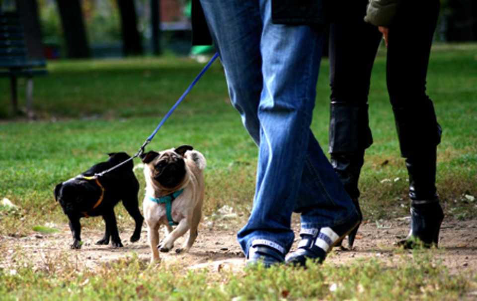 Anche i cani si sballano al parco mangiando la droga nascosta