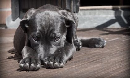 San Maurizio: lascia il cane al sole sul balcone, condannata per maltrattamenti