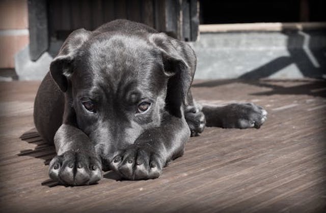 San Maurizio: lascia il cane al sole sul balcone, condannata per maltrattamenti