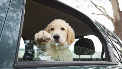 Cane in auto sotto il sole, denunciato proprietario