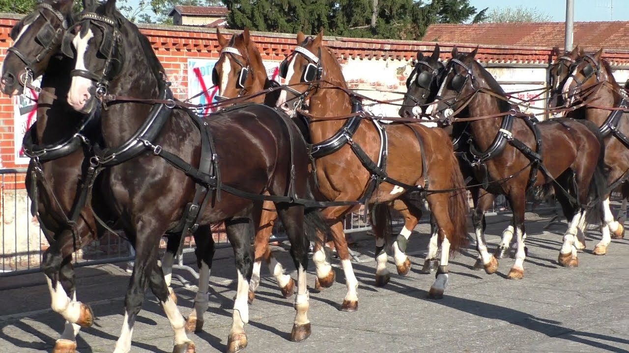 Programma San Savino la festa al via giovedì sera
