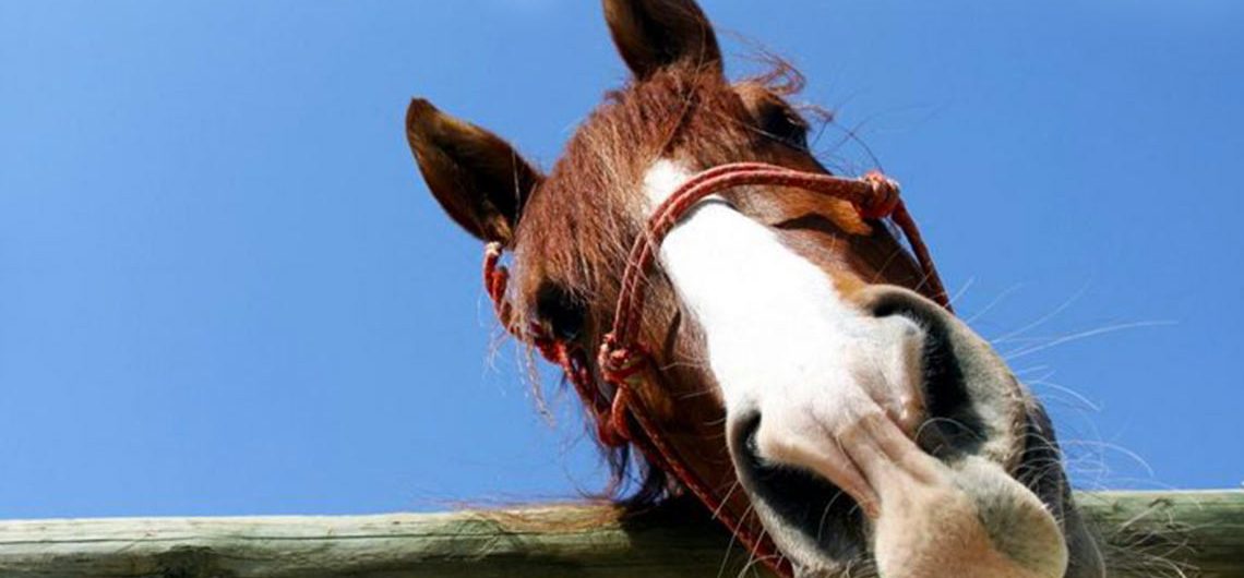 Ubriaco a cavallo, patente ritirata a Ivrea
