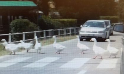 Educazione stradale: l’esempio degli animali | VIDEO