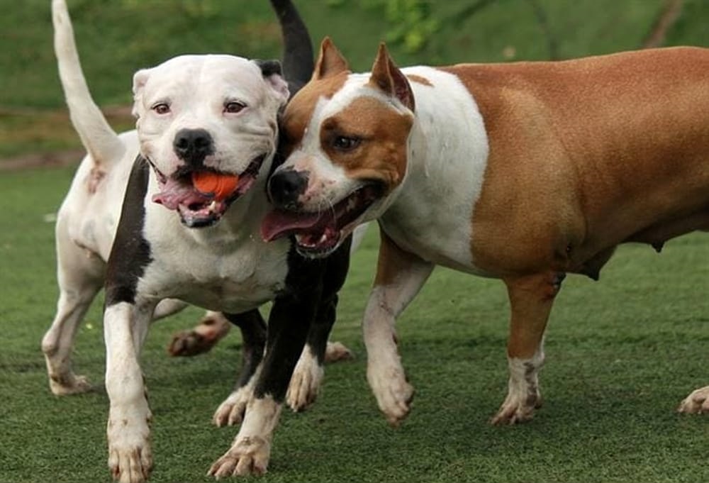 Coppia di anziani aggredita da due pitbull in pieno centro a Lanzo