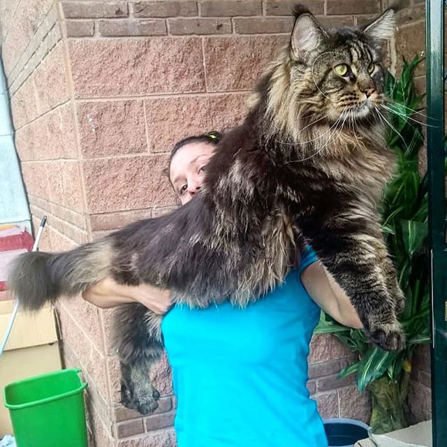 Gatto più lungo del mondo è del Pavese | FOTO