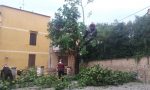 Raffiche di vento a Castellamonte: albero crollato vicino a palazzo Botton