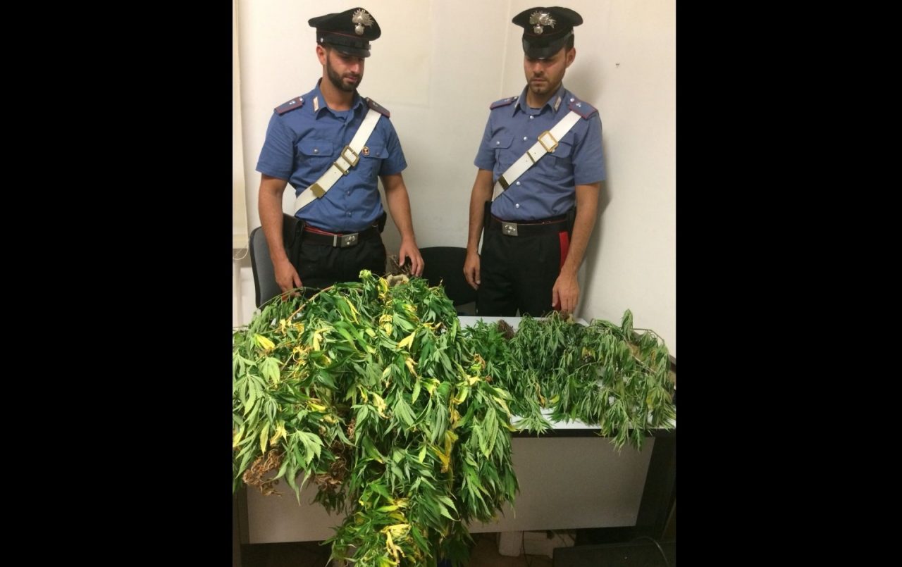 Mini piantagione di marijuana scoperta dai carabinieri