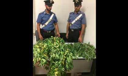 Mini piantagione di marijuana scoperta dai carabinieri