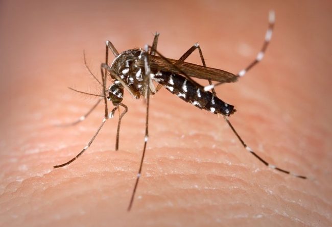 Epidemia West Nile: casi anche in Piemonte